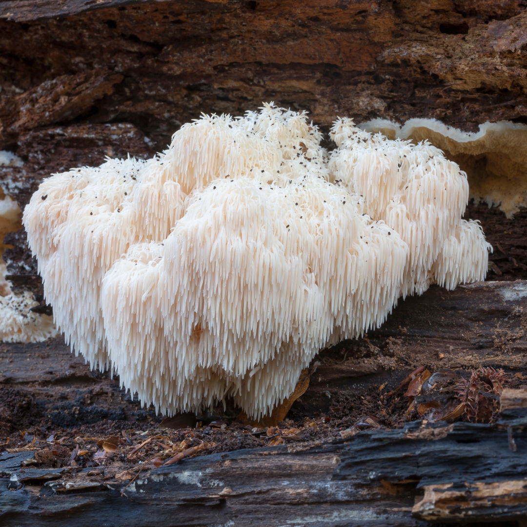 Mycocaps Lion's Mane Tincture