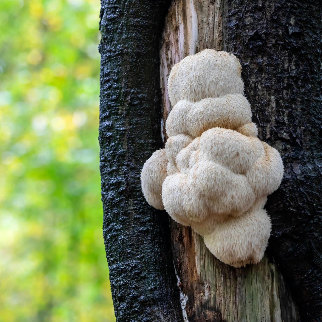 Mycocaps Lion's Mane Tincture