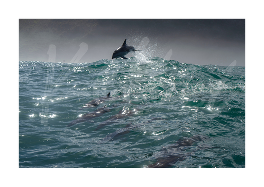 Dolphins by Brenton Geach