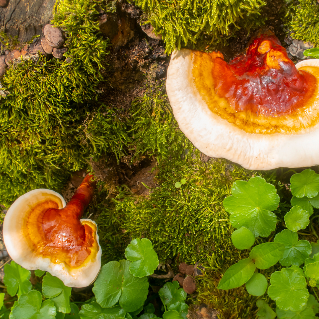 Mycocaps Turkey Tail Tincture