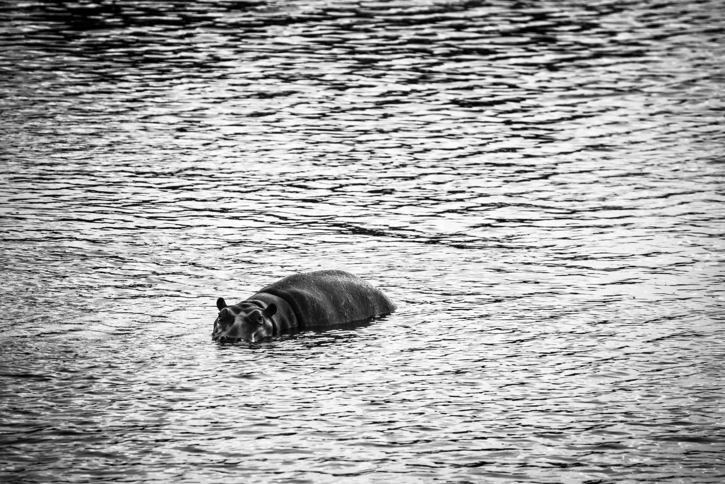 Lone Hippo