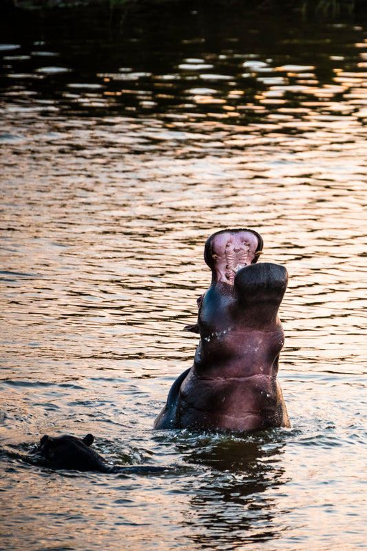 Happy Hippo