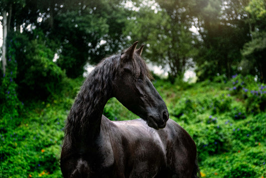 Black Beauty